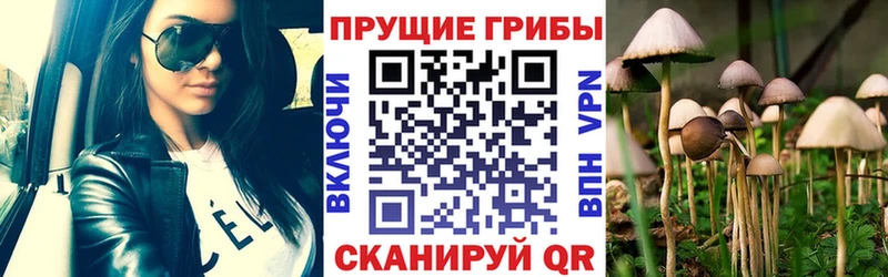 наркота  Новокузнецк  Псилоцибиновые грибы Psilocybe 